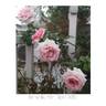 Kanyakumari ™ rose photo