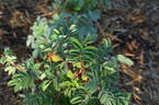 Caroyal x Hazeldean #1 rose photo