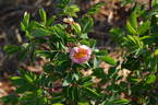 Caroyal x Hazeldean #1 rose photo