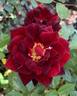 Crimson Promise rose photo