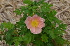 Caroyal x Hazeldean #2 rose photo