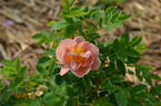 Caroyal x Hazeldean #2 rose photo