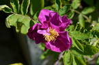 Basye's Purple OP #2 rose photo