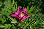 Basye's Purple OP #2 rose photo