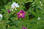 Basye's Purple OP #2 rose photo