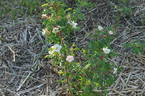 (Ross Rambler #3 x Louise Bugnet) #1 x Prairie Peace rose photo