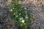 (Ross Rambler #3 x Louise Bugnet) #1 x Prairie Peace rose photo