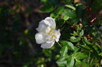 (Ross Rambler #3 x Louise Bugnet) #1 x Prairie Peace rose photo