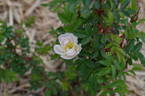 (Ross Rambler #3 x Louise Bugnet) #1 x Prairie Peace rose photo
