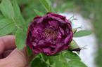 Basye's Purple OP #2 OP rose photo