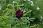 Basye's Purple OP #2 OP rose photo