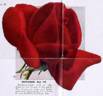 Matador rose photo