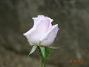 Eterna Giovinezza rose photo