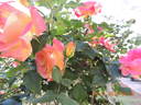9-133 rose photo