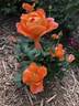 Outrageous ™ rose photo
