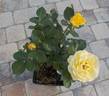 ABRsol rose photo