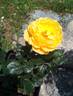 ABRsol rose photo