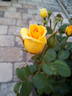 ABRsol rose photo
