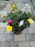 ABRsol rose photo