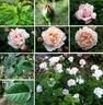 Erinnern rose photo