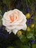 Erinnern rose photo