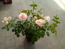 Erinnern rose photo