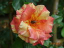 Sorbet Fruité ® Cl. rose photo