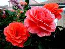 Candelabra ™ rose photo