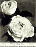 Clibrans' White rose photo