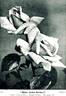 Madame Jules Grolez rose photo