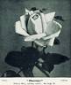 Pharisäer rose photo