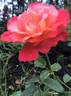 Voodoo rose photo