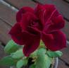 Geduldsfaden rose photo