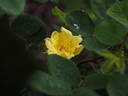 1-72-1Hugonis rose photo