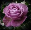Vi's Violet™ rose photo