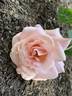 Champagne rose photo