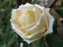 Belle Lyonnaise rose photo