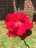 World's Fair rose photo