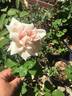 Comte de Torres rose photo