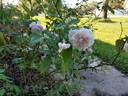 Cels multiflore rose photo