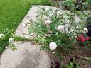 Cels multiflore rose photo