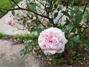 Cels multiflore rose photo