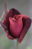 Red Masterpiece rose photo