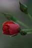 Blaze of Glory rose photo