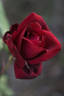 Red Masterpiece rose photo