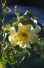 Lemon Meringue ™ rose photo