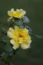 Lemon Meringue ™ rose photo