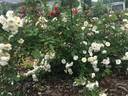 Doctor Robert Korns rose photo