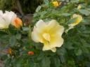Bloomfield Dainty rose photo