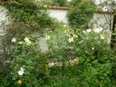Bloomfield Dainty rose photo